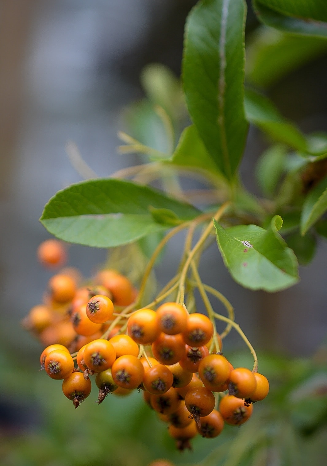 Orange Pyracantha Hedge